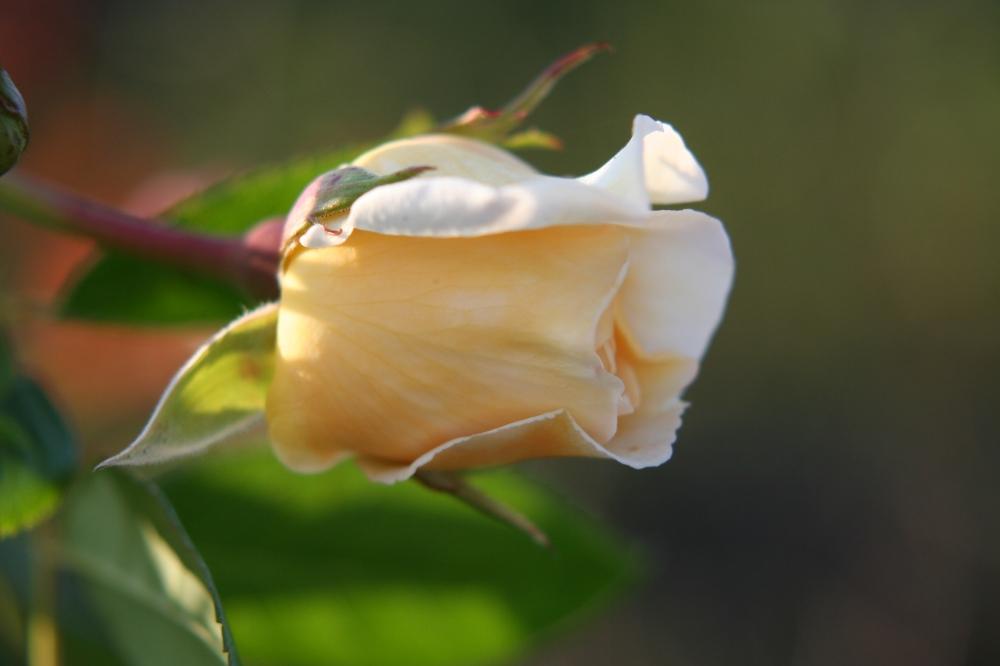 小さな庭の画像 by Treeさん | 小さな庭とバラ クレアオースチンとバラ・シュラブローズと薔薇愛同盟と薔薇に魅せられてとイングリッシュ・ローズと香りの良いバラとガーデニングとバラの地植えと庭植えとバラ・ミニバラ