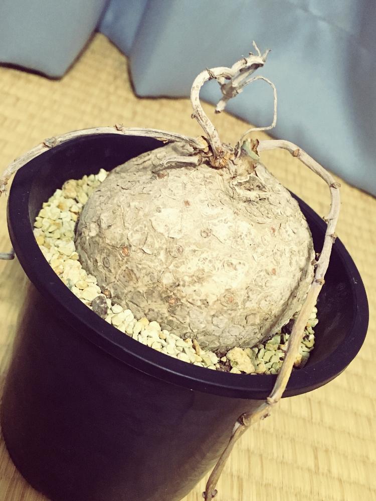 部屋の画像 by まる。さん | 部屋と錦サンゴと冬越し準備と塊根植物とおつかれさまと頑張れ!