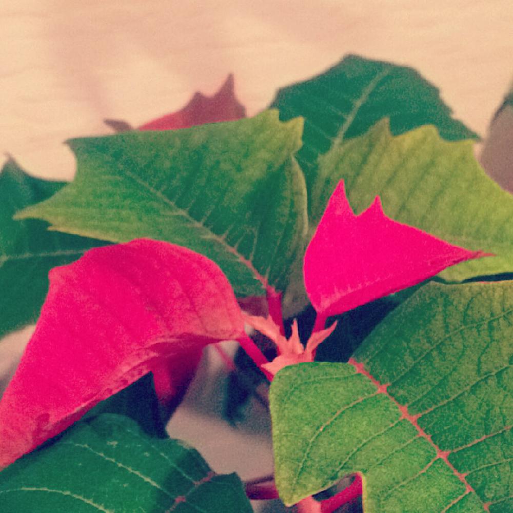 玄関の画像 by brillante_mammaさん | 玄関とポインセチアとクリスマスと花のある暮らしと短日処理と観葉植物