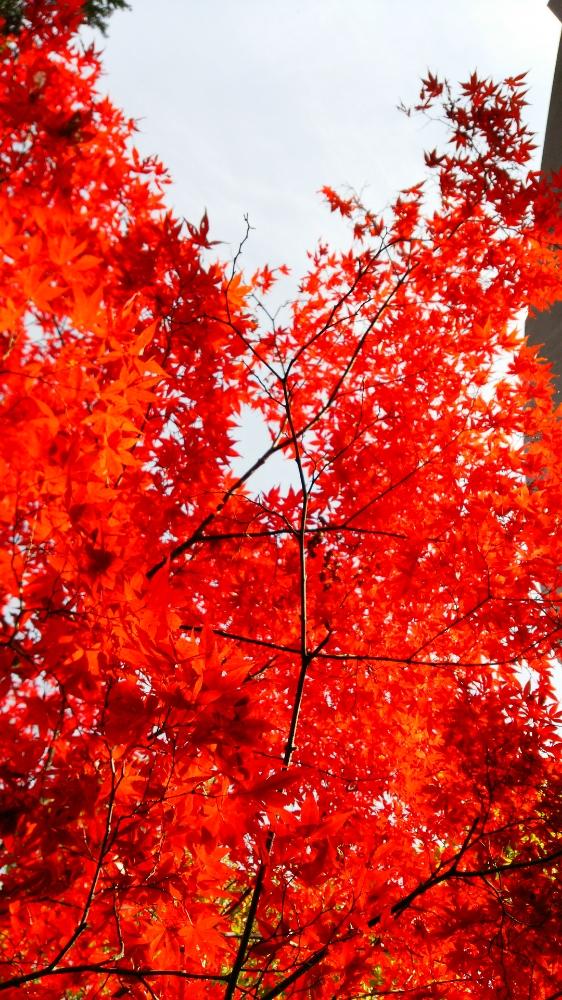 お出かけ先の画像 by youさん | お出かけ先と観葉植物と植中毒と花のある暮らしと群馬県とバルコニスト