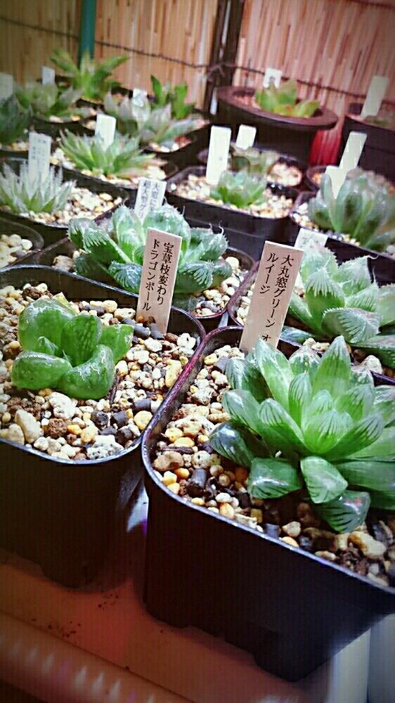 部屋の画像 by chulu042さん | 部屋と多肉植物とボタニカルライフとオブツーサ。とハオルチア属と透かして楽しむとハオルチア・宝草と毎日眺めるとドラゴンボール。と植中毒と趣味とinteriorgreenと大窓とLOVE GREENと観葉植物のある暮らしとgreenlifeと七色ライトとgreenとオブツーサルイージとぷりぷりとうっとりと緑のある生活と室内管理とインテリアグリーンとLED栽培とLEDと緑と暮らすとむちむちぷくぷくとタニラー