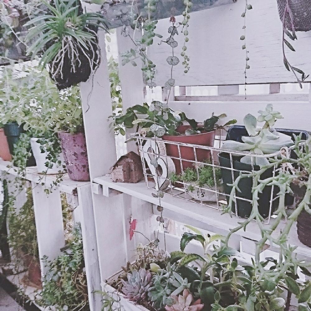 バルコニー/ベランダの画像 by okameさん | バルコニー/ベランダと植物と暮らすと植物のある暮らしと植物棚DIYとロハス戦利品と植物と雑貨と植物とナチュラルガーデンと多肉植物のある暮らしとno green no lifeと植中毒とタニラーとDIYとマンションと『紅葉多肉』フォトコンテストとロハスフェスタ