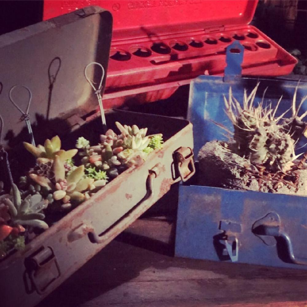 小さな庭の画像 by tanitenさん | 小さな庭と多肉植物とよせ植えと『ライトアップグリーン』フォトコンテストとリメ缶とジャンクとリメイクとアンティークとサボテンさんとビンテージとマイガーデンと植中毒と多肉植物とサボテンとタニラーとハンドメイドと花のある暮らしと古道具とアウトドアリビング