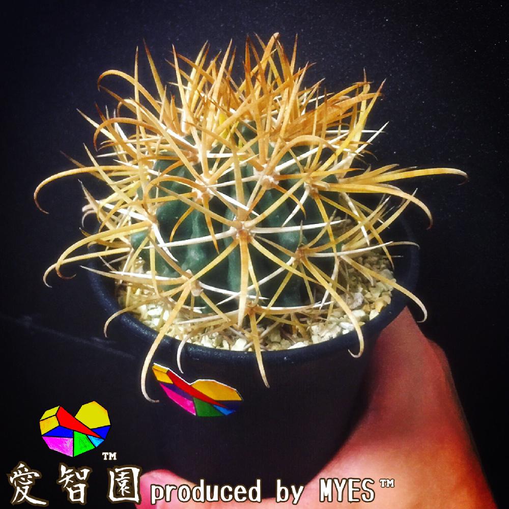 テラスの画像 by 愛智園 produced by MYES™️さん | テラスとフェロカクタス 金冠竜と愛智園と多肉植物とサボテン科とサボテン☆と男前植物とボタニカルライフと金冠竜1と多肉ちゃんと直射日光とフェロカクタス属と植中毒と綺麗と多肉植物とサボテンとタニラーと個性的と強刺類とアウトドアリビングとMYES™️と男前とバルコニスト