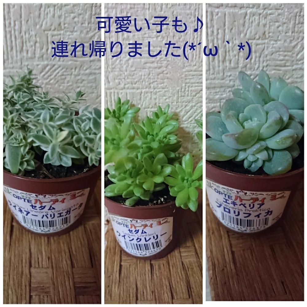 バルコニー/ベランダの画像 by Kotorinさん | バルコニー/ベランダとプロリフィカとウインクレリーとライネアーバリエガータと多肉植物とNO GREEN NO LIFEと多肉歴1年2ヶ月♪初心者と多肉大好きと植中毒と赤爪ラブ❤とホームセンターの多肉とタニラーと仙台と発芽大好き♪とバルコニスト