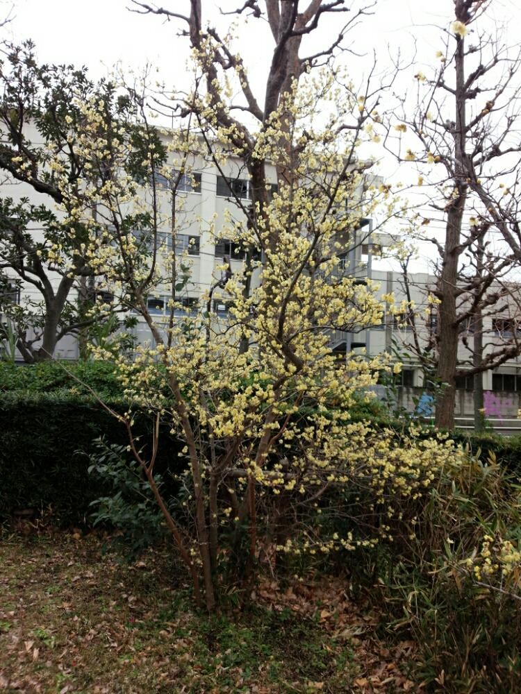 お出かけ先の画像 by ラピスさん | お出かけ先とロウバイときょうのお花と植中毒と花のある暮らし