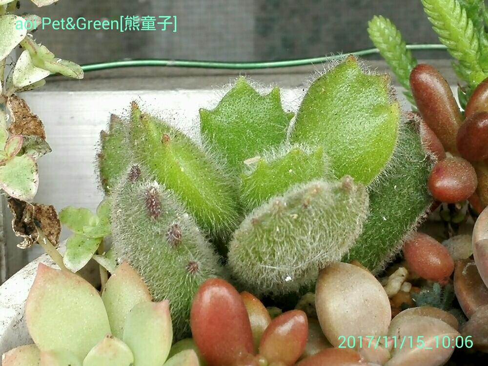 小さな庭の画像 by あおい32さん | 小さな庭と熊童子と多肉植物と千葉県