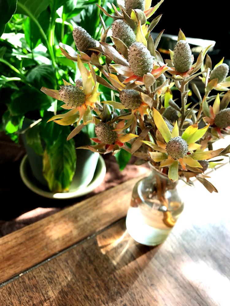 部屋の画像 by ai9さん | 部屋とリューカデンドロンとグリーンのある暮らしと卓上花と季節の花と今日のお花と花のある暮らし
