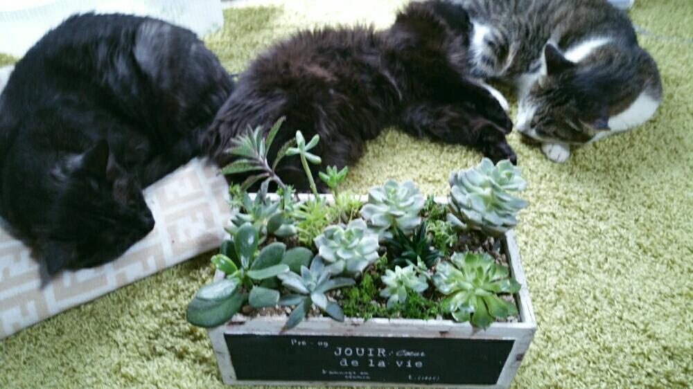 部屋の画像 by ななさん | 部屋と#子持ち蓮華 とセダム属と多肉植物とリメ缶とグリーンネックレス、ルビーネックレスとグリーンネックレス、グリネ・マーブル、ミカヅキネックレス、ピーチネックレスと木箱と多肉なネコと☆ワイヤープランツとセダム寄植えとルビーネックレス☆とワイヤープラントとネコ