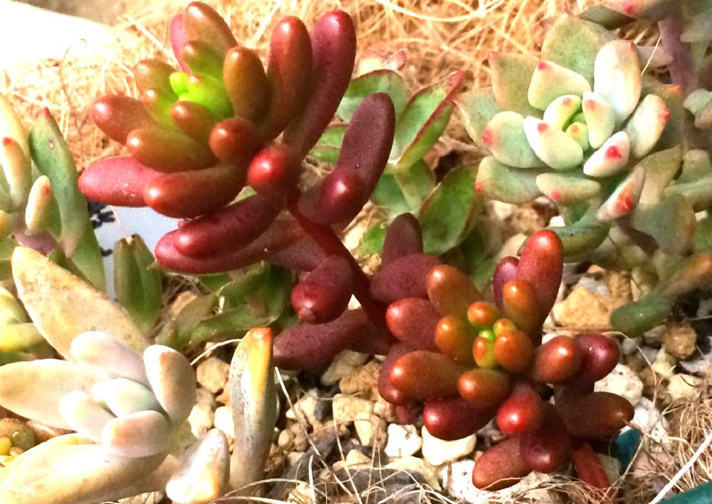 小さな庭の画像 by のりまきさん | 小さな庭と多肉植物とサビサビとジャンクとリメイクとわが家の多肉スペースと多肉植物寄せ植えとわが家の多肉さん❢とサビサビ雑貨と多肉女子とタニラーとハンドメイドとナチュラルスタイルと『紅葉多肉』フォトコンテストと『紅葉』コンテストと『赤色植物』コンテスト