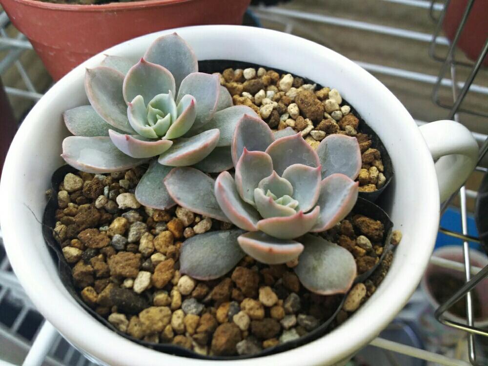 バルコニー/ベランダの画像 by Succulent so cute ♥さん | バルコニー/ベランダとサブセシリスと多肉植物とお気に入りカップ鉢とスマホ撮影と観葉植物と葉っぱのある暮らしと葉っぱとエンジョイボタニカルライフとチーム大阪とno green no lifeと秋のボタニカルライフとGS影響とエケベリア属とワサワサの葉っぱとワサワサ好き♡とチームグリーンと葉っぱがかわいい♥と多肉増やしたいとガーデニングとカワイイ葉っぱとgreenとかわいいとベンケイソウ科とお気に入り♥とかわいいな♡とSucculent Lifeとはまったかも⁉と葉っぱが好き♥と多肉初心者とバラ目とsucculent plantsとかわいい♥と葉っぱlove♥とGSタイムと葉っぱワサワサとsucculent