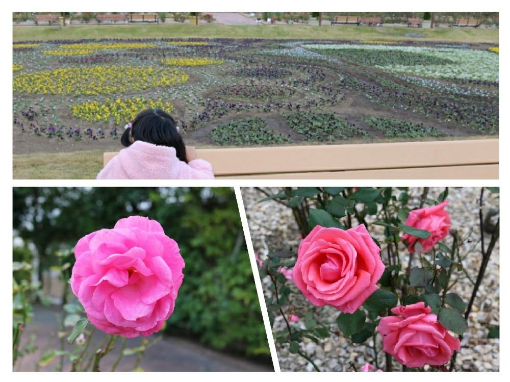お出かけ先の画像 by はなたろうさん | お出かけ先と薔薇とパンジーとビオラとかわいいな♡