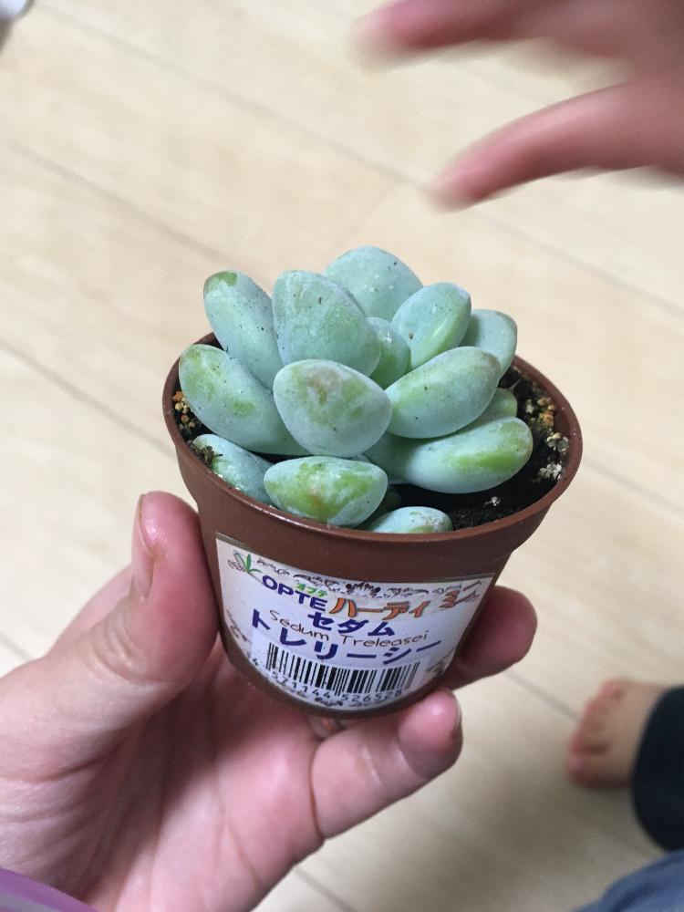 小さな庭の画像 by 夏恋さん | 小さな庭と多肉超超初心者と多肉初心者と多肉植物と多肉超初心者