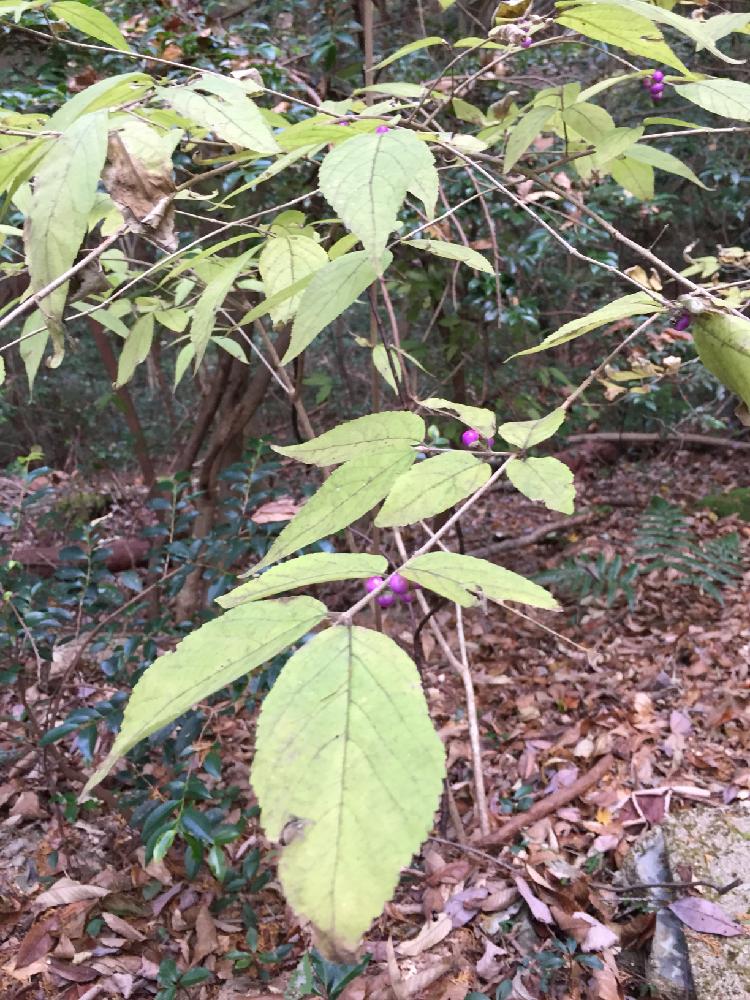 お出かけ先の画像 by かつママさん | お出かけ先と名前を教えて!と野の植物と山の中と山野草と今日の一枚と今日のお花と紫の実と花のある暮らしと里山とお散歩とプチ登山とアウトドアリビングと自然のなか