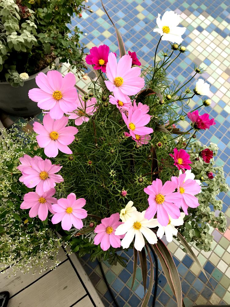 テラスの画像 by まーのさん | テラスと秋コスモスと花のある暮らしとよせ植え