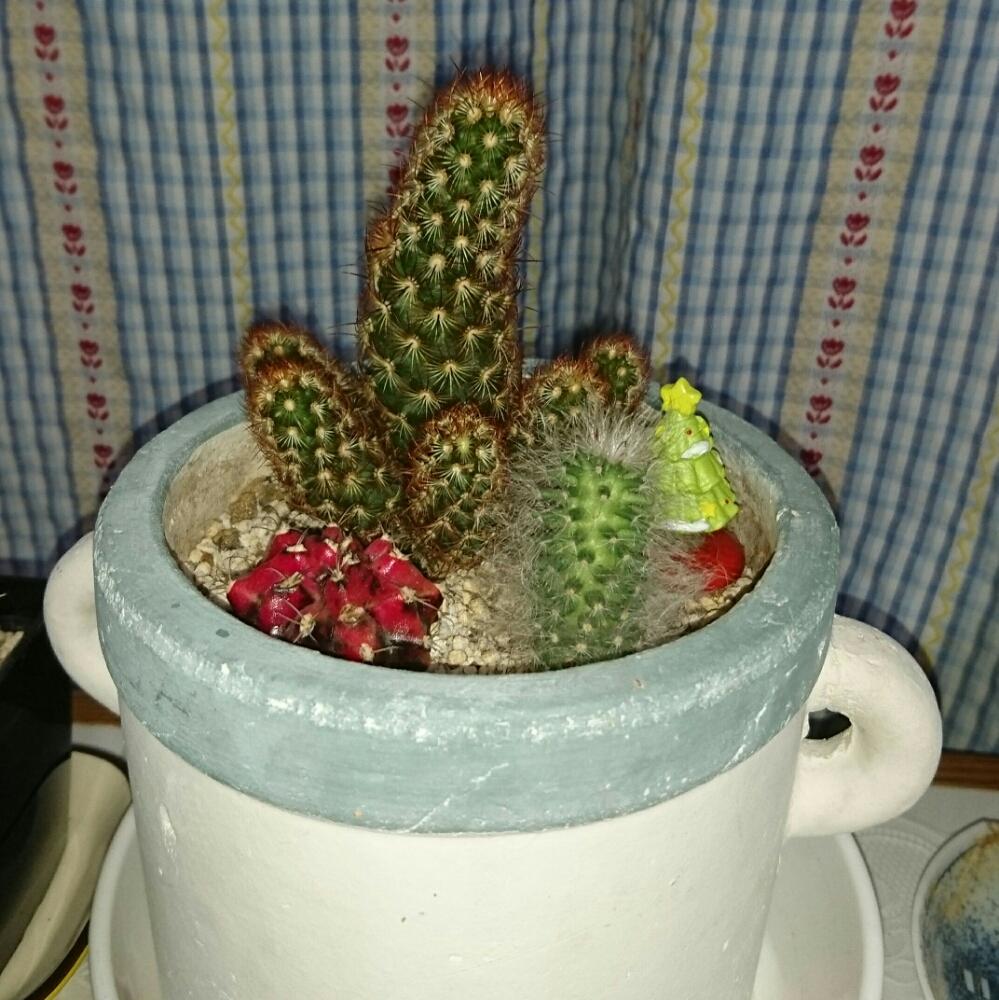 窓辺の画像 by カリナさん | 窓辺と多肉植物とサボテン科とマミラリア属 黄金司と今日の一枚とタニラーと大好き♡︎ʾʾ