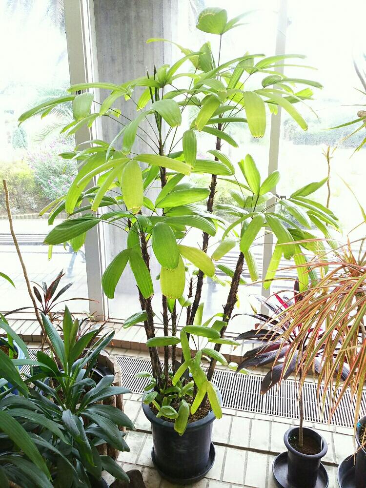お出かけ先の画像 by Dioptaseさん | お出かけ先とカンノンチクと ヤシの木と観葉植物と植物園と鉢植えとヤシと夢の島熱帯植物館と耐寒ヤシ