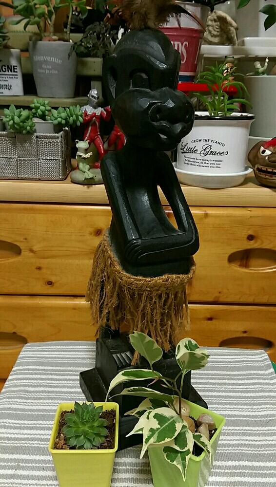 部屋の画像 by ねねさん | 部屋とサボテン科と多肉植物 ビアホップとトゲトゲとベンジャミン。と植中毒とタニラーとまさか族とまさか族のボスとむちむちぷくぷくとウルトラセブンとカエルのコポーと獅子舞とアジアンとワールドワイド