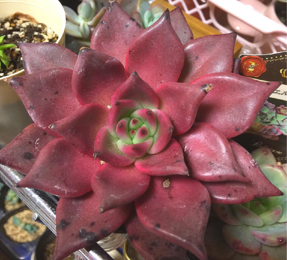 部屋の画像 by ToniyMamaさん | 部屋とロメオと多肉植物とタニパトと神戸多肉ツアーと期待株とおひとり様♡と紅葉多肉ちゃん♡と我が家の多肉スペースと絶賛増殖中❗️とエケベリア属と新潟市と多肉女子と癒し…♡と永遠の初心者と交配株候補❤️と『赤色植物』コンテストとお気に入り❤とすくすく育ってね♡とsucculentとバルコニストと美人さん❤️
