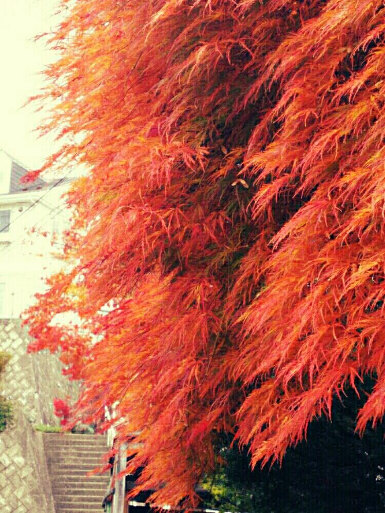 お出かけ先の画像 by キーコさん | お出かけ先とオオモミジとこんばんは!と『紅葉』コンテストと冬が来た‼と猫大好き‼と紅葉のシーズンと花のある暮らしとキュンキュン乙女倶楽部No.54