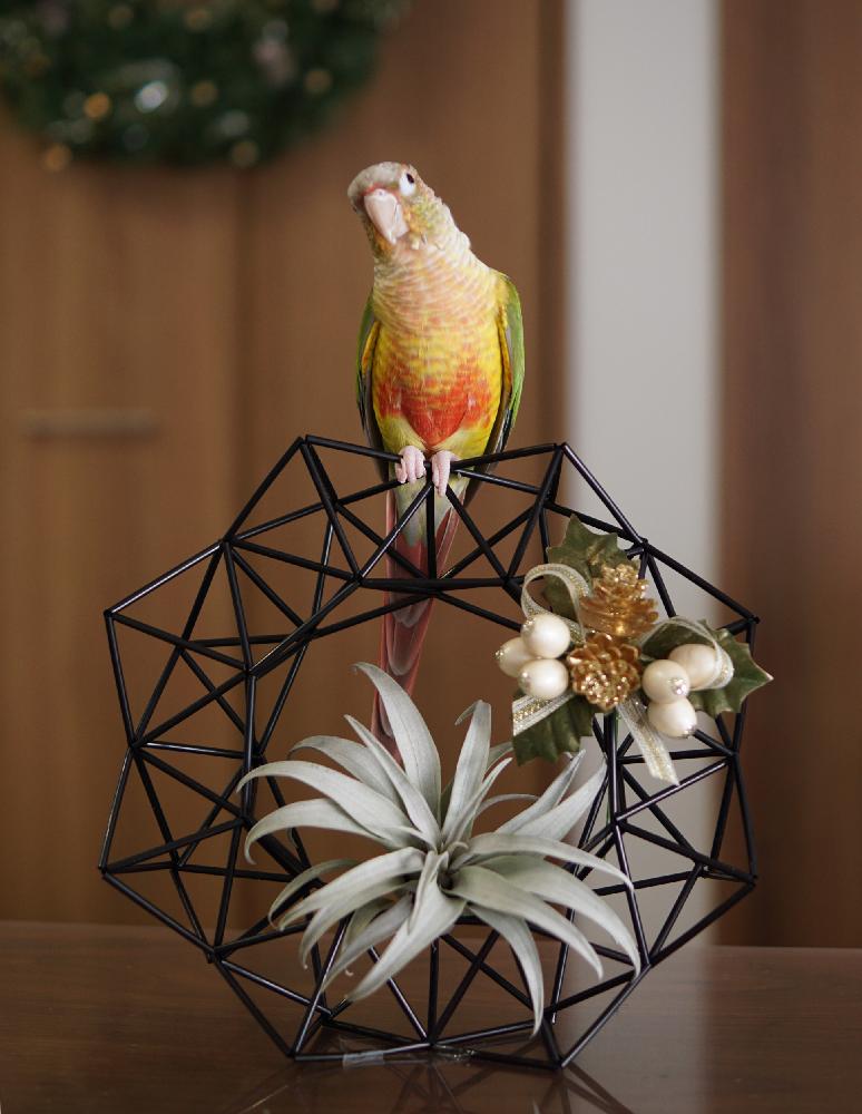 部屋の画像 by むつじさん | 部屋とチランジア カピタータ イエロースターと鳥と植物とカピタータ☆とインコとインコと植物とヒンメリとクリスマスリースとクリスマスアレンジとエアープランツ/チランジア