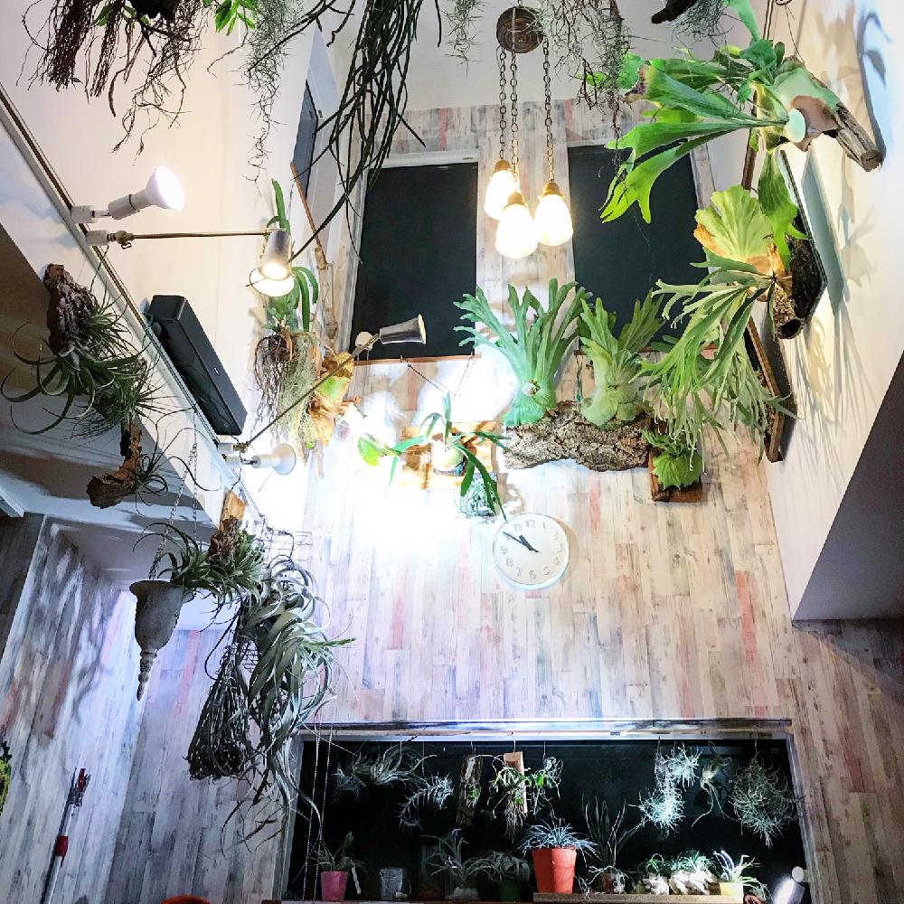 部屋の画像 by mignon(ミニヨン)さん | 部屋と着生植物と コウモリラン と『ライトアップグリーン』フォトコンテストとチランジア【エアプランツ】とチラ部♡とエアプランツlifeとエアープランツ☆と ビカクシダとno green no lifeとティランジア属と植中毒と着生シダとシダ植物と『コウモリラン』コンテストとビカクシダ属とビカクシダ普及委員会とコウモリラン部とエアプランツとビザールプランツとエアープランツ/チランジアとPlatycerium