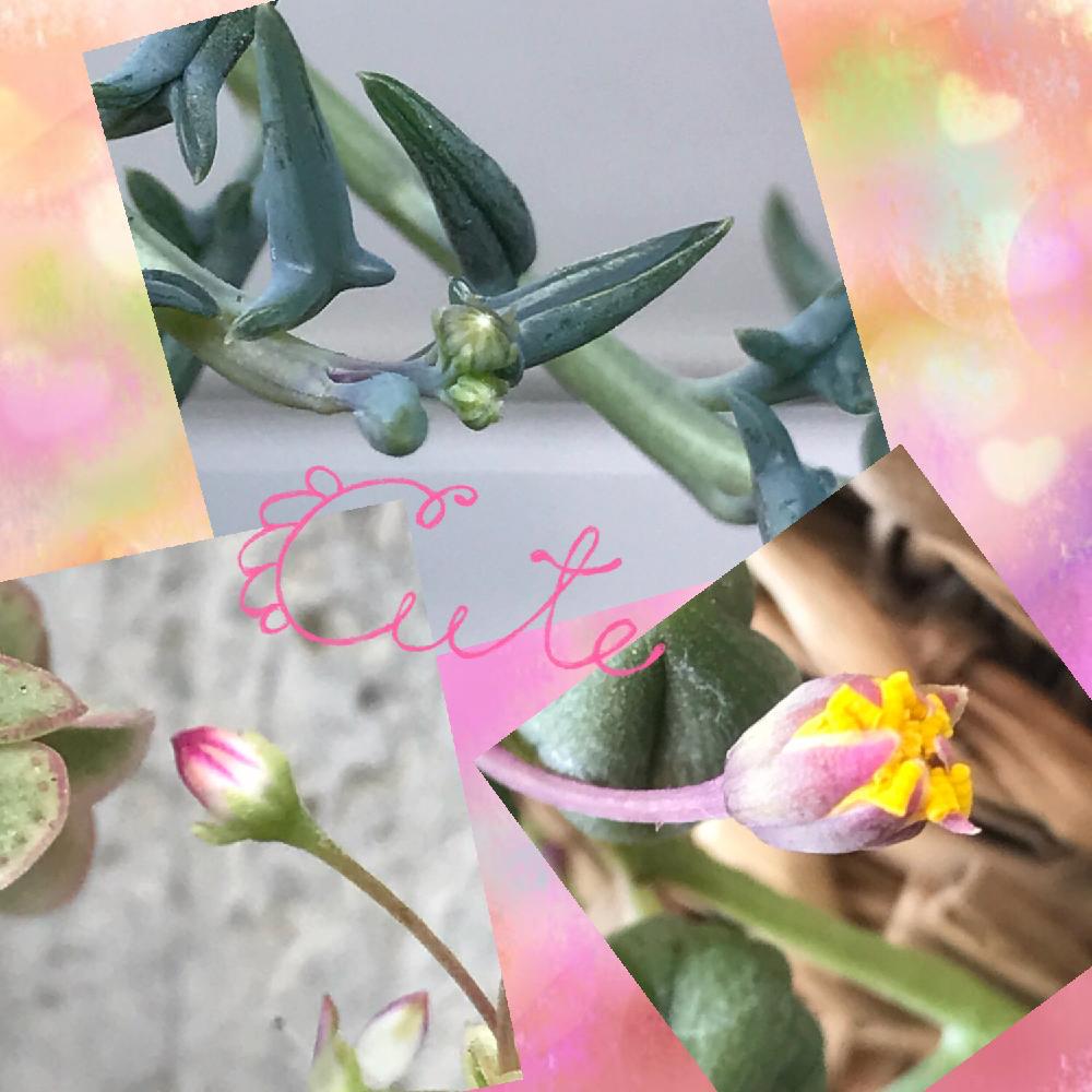 バルコニー/ベランダの画像 by ゆーかさん | バルコニー/ベランダとドルフィンネックレスの花芽とリトルミッシーの花芽とルビーネックレスの花芽と多肉ちゃんとの時間とベランダとタニパトとわが家の多肉スペースと多肉女子とタニラーとテンション⤵︎とHTC社員とGS映え