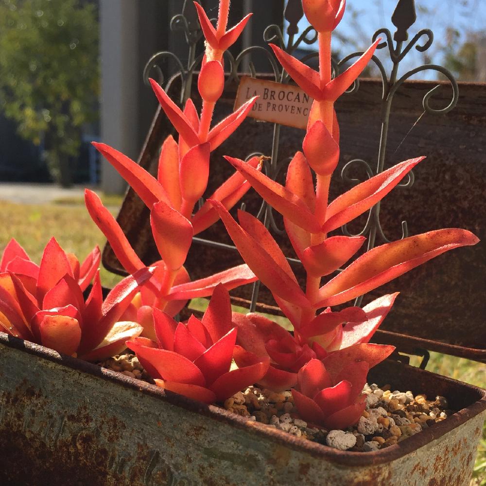 小さな庭の画像 by はち♡さん | 小さな庭と多肉植物と『紅葉』コンテストとサビ缶と植中毒と紅葉(こうよう)とタニラーと『赤色植物』コンテスト