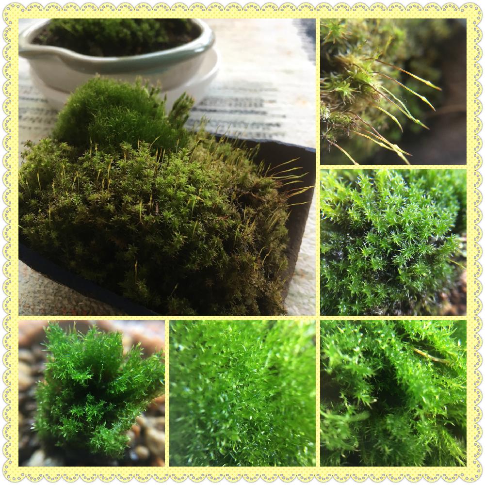 部屋の画像 by cokeさん | 部屋と植物のある暮らしと苔 (コケ)と緑が好きと癒し…とコケの森と和ものとリラックスと小さな森