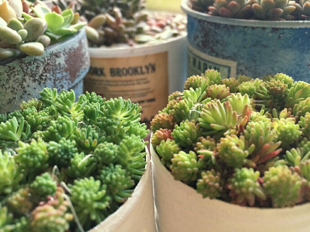窓辺の画像 by ミニサボさん | 窓辺と幸せと晴れ☀と植物初心者と今日のpicと多肉コレクションとセダム大好きと寄せ植えと多肉ちゃんと※*today is good day*※と成長中と植中毒と緑のある暮らしと多肉植物ミニサイズと日光浴と多肉女子とちま寄せと紅葉多肉とタニラーと作業台とがんばって(๑•̀ㅂ•́)و✧と植物コレクションと多肉初心者と*お年玉待ち*と(*ˊ˘ˋ*)。♪:*°キラキラ