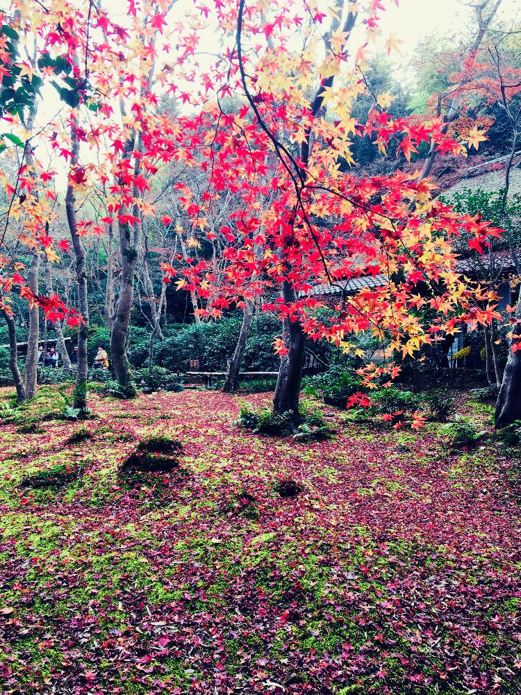 お出かけ先の画像 by modokinさん | お出かけ先とモミジと植物と暮らすと祇王寺と『紅葉』コンテストとしんみりとと季節の花と京都