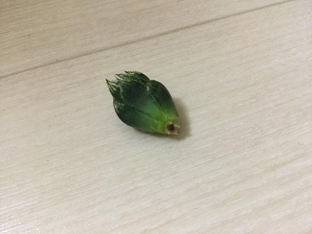 部屋の画像 by みっちーさん | 部屋とムラサメと軟葉系ハオルチアとハオルチア属とエンゲイ係数高めと植中毒とタニラー