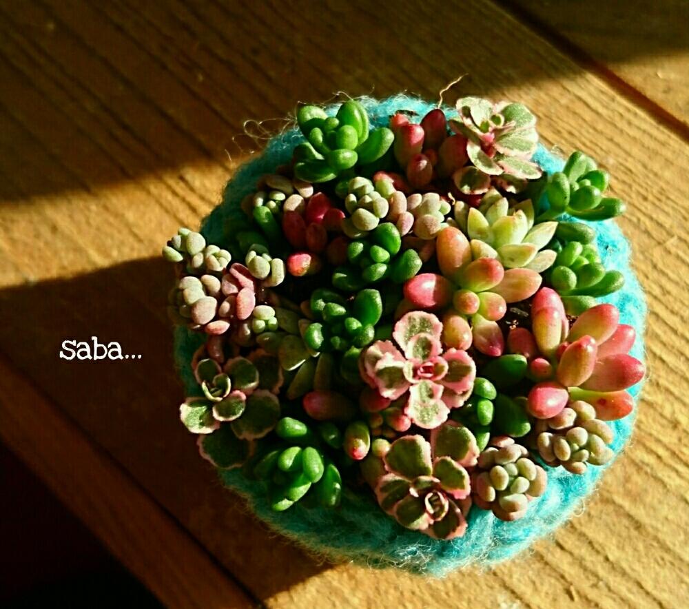 窓辺の画像 by sabaさん | 窓辺と多肉植物と多肉の寄せ植えとno green no lifeとチマチマ倶楽部と冬の匂い