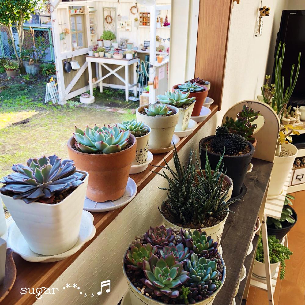 窓辺の画像 by sugarさん | 窓辺と多肉植物と今日はお休みとDIY&HANDMADEコンテストともう冬だねと手作り多肉小屋とタニラーと花のある暮らしとDYIと『植物と暮らす2018』フォトコンテスト