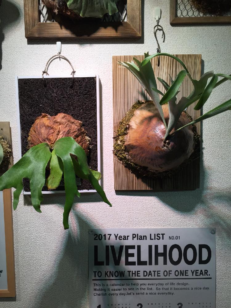 部屋の画像 by たぬきさん | 部屋と着生植物と コウモリラン とコウモリラン アルシコルネとボタニカルライフとビカクシダ・ブッサバとno green no lifeと植中毒と今日の一枚とビカクシダ ミーティングとシダ植物と『コウモリラン』コンテストとビカクシダ属とビカクシダ普及委員会とコウモリラン部とビザールプランツ