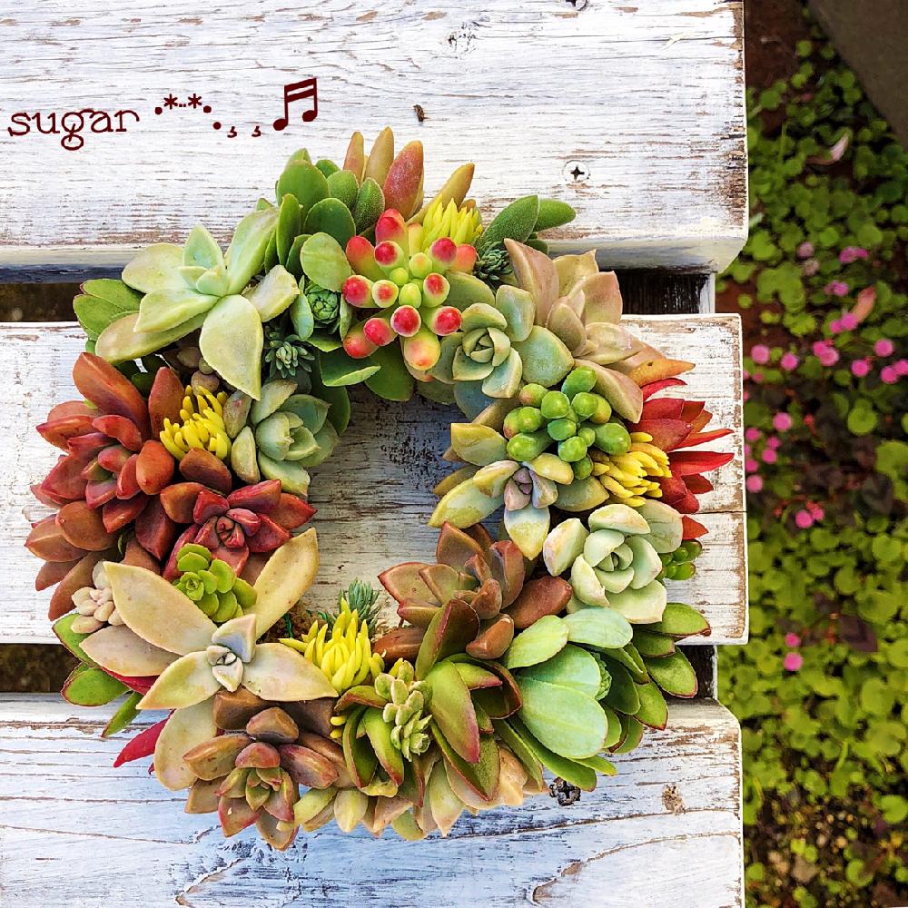 小さな庭の画像 by sugarさん | 小さな庭と多肉植物とポリゴナムとDIY&HANDMADEコンテストともう冬だねと手作り椅子と多肉リース寄せと雑貨好き♡とタニラーと綺麗な色♡と花のある暮らし