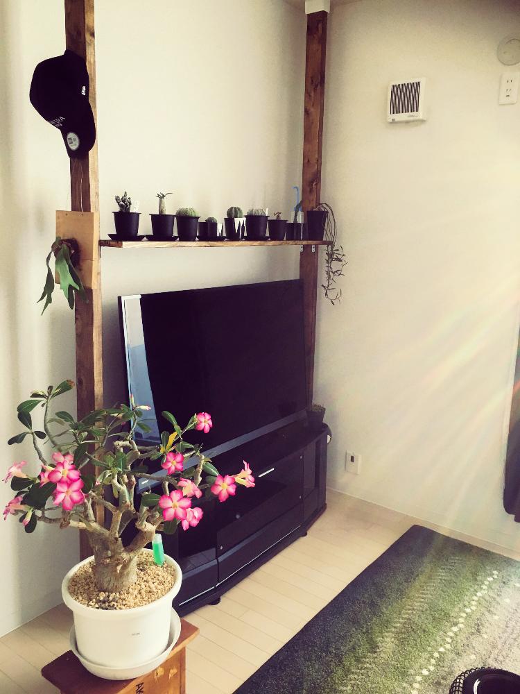 部屋の画像 by ばささん | 部屋と『コウモリラン』コンテスト