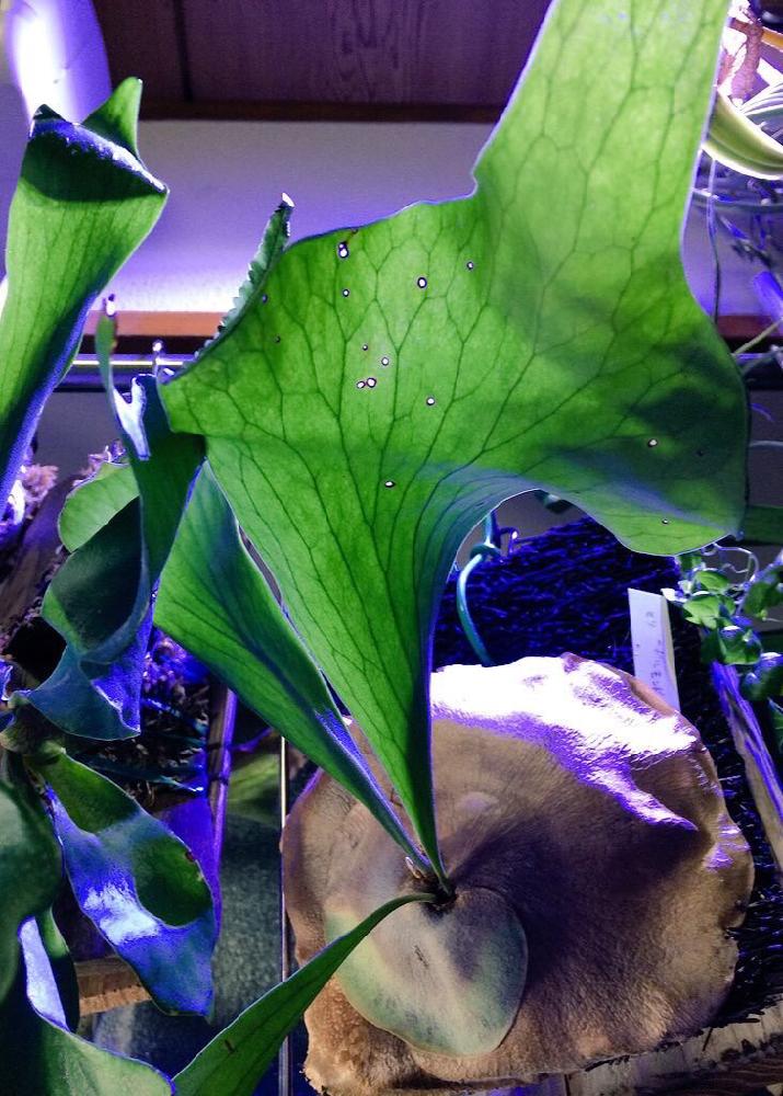 バルコニー/ベランダの画像 by きつねさん | バルコニー/ベランダと着生植物と コウモリラン と花のない暮らしと観葉植物とシダ沼と素晴らシダと植欲旺盛と羊歯植物と着生シダとシダ植物と『コウモリラン』コンテストとビカクシダ属と妖脈とシダわせとferntasticと酔脈とPlatyceriumとシダニウム