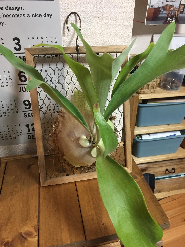 部屋の画像 by たぬきさん | 部屋と着生植物と コウモリラン とボタニカルライフとno green no lifeと植中毒と今日の一枚とビフルカツムとビカクシダ ミーティングとシダ植物と『コウモリラン』コンテストとビカクシダ属とビカクシダ普及委員会とコウモリラン部とアウトドアリビングとビザールプランツ