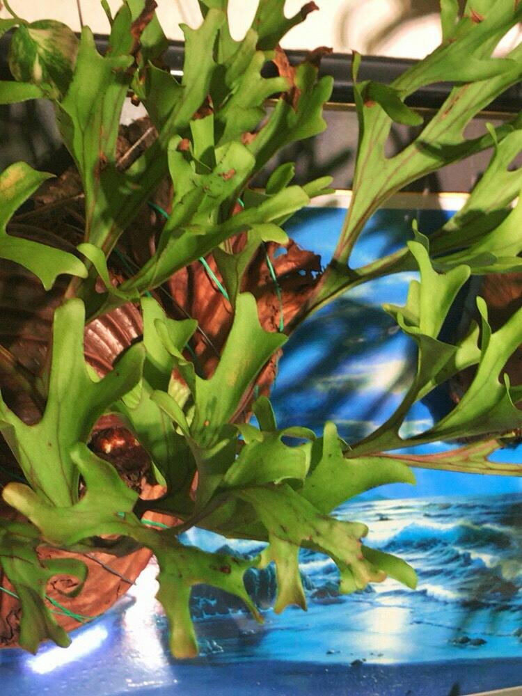 部屋の画像 by とと3さん | 部屋と『コウモリラン』コンテストと植中毒と ビカクシダとビカクシダ・リドレイ