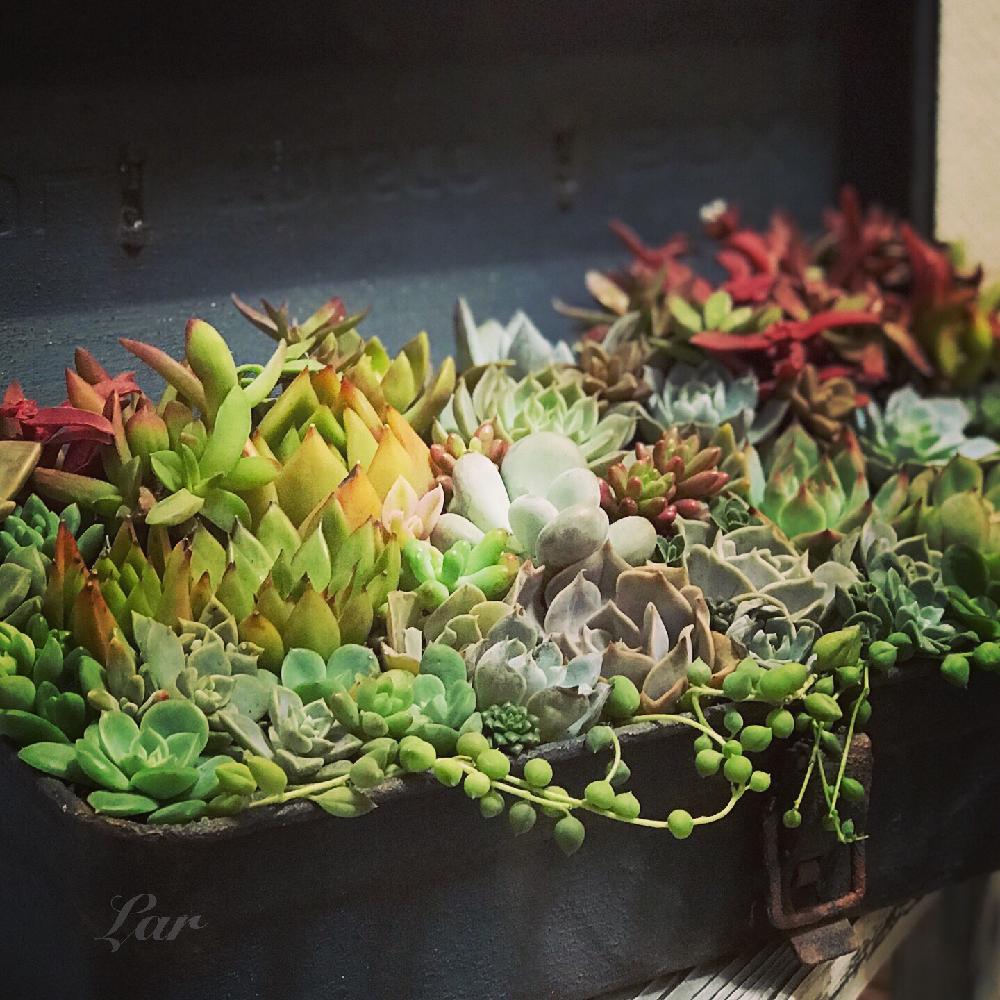 バルコニー/ベランダの画像 by ラルさん | バルコニー/ベランダと多肉植物と寄せ植えと紅葉する多肉と植中毒と工具箱とエケベリア女子と多肉女子とタニラーとガーデニング
