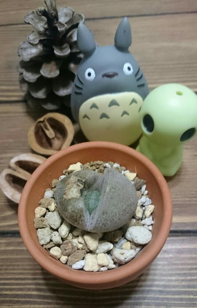 バルコニー/ベランダの画像 by おけいはん*yuさん | バルコニー/ベランダと帝玉と多肉植物と冬型多肉とプレイオスピロス属と初心者とコーナンと脱皮と成長記録と多肉初心者