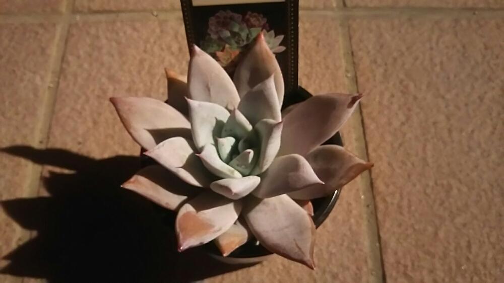 広い庭の画像 by happynaturalさん | 広い庭とメキシカンジャイアントと吉坂包装株式会社とDIY&HANDMADEコンテストと『紅葉』コンテストとマイガーデンとjunkと植中毒とnaturalgardenと多肉好きな人と繋がりたいと多肉女子と庭のある暮らしとflowerとMyHomeと多肉花壇とタニラーとjunkgardenと素敵な出会いに感謝とナチュラルスタイルとガーデニングと花のある暮らしとお花のある生活とゆくはし植物園とジャンクガーデンと『赤色植物』コンテストとお花好きとお花好きの人と繋がりたいと多肉寄せ植えと多肉植物 エケベリアとちまちま寄せ