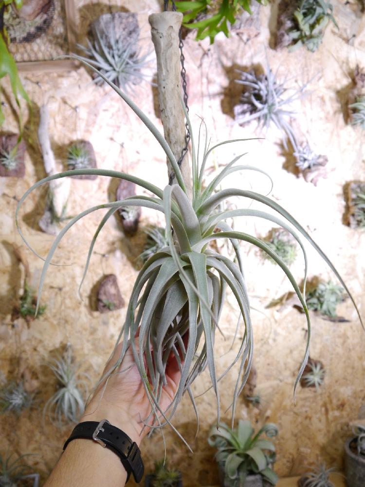 部屋の画像 by チラ彦さん | 部屋とマイ・コレクションと着生植物とエアプランツ チランジアと福岡と観葉植物とボタニカルライフと植物男子とチランジアストラミネア(^.^)と植中毒と今日の一枚とチラ 自慢と天狗堂とチランジア 最高の1枚とエアプランツとインテリアグリーンとエアープランツ天狗堂とエアープランツ/チランジア