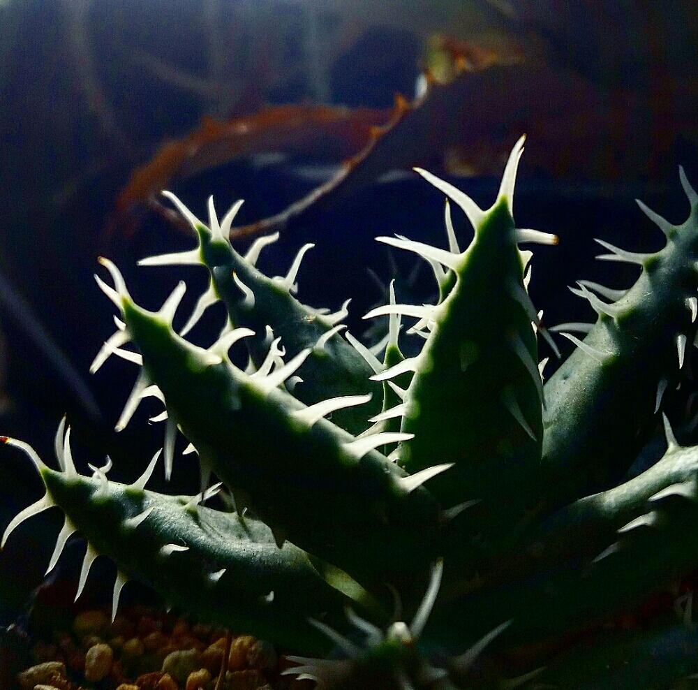 インテリアの画像 by strollerさん | インテリアと多肉植物とアロエ科と店内ディスプレイとエリナケアとbotanical lifeとヘアサロンとsucculent plantsとインテリアグリーン