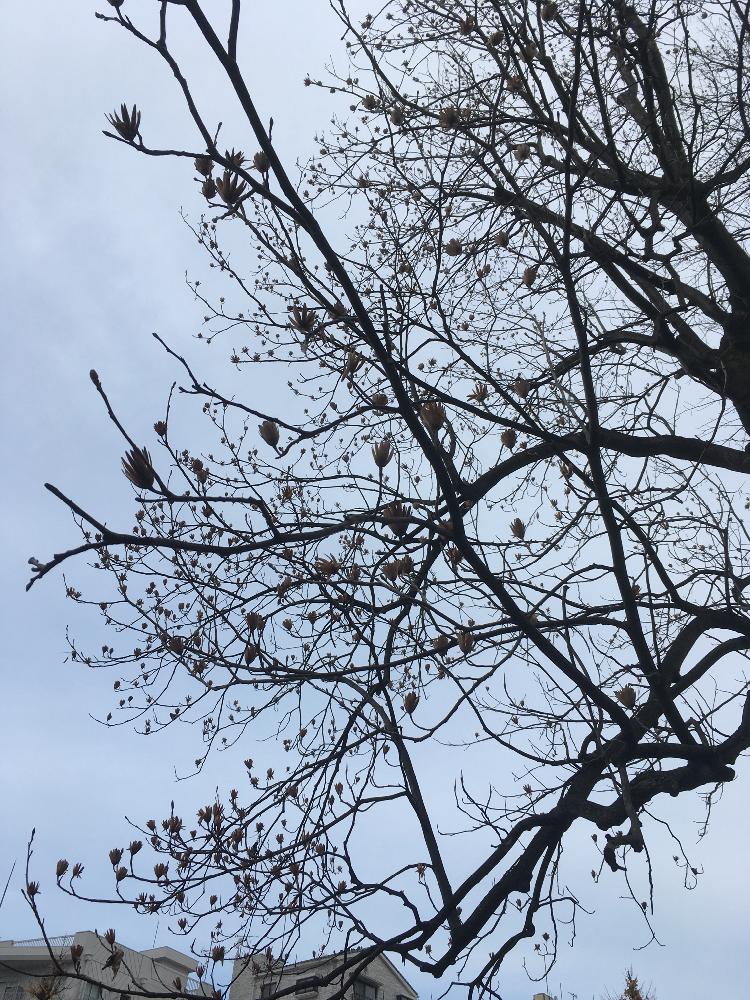 広い庭の画像 by Eriさん | 広い庭とユリノキ♪と冬の訪れとモクレン科と植中毒と冬の光景と朝が好き