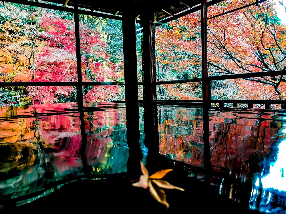 お出かけ先の画像 by カサブランカさん | お出かけ先と紅葉とモミジと『紅葉』コンテストと京都と紅葉(こうよう)