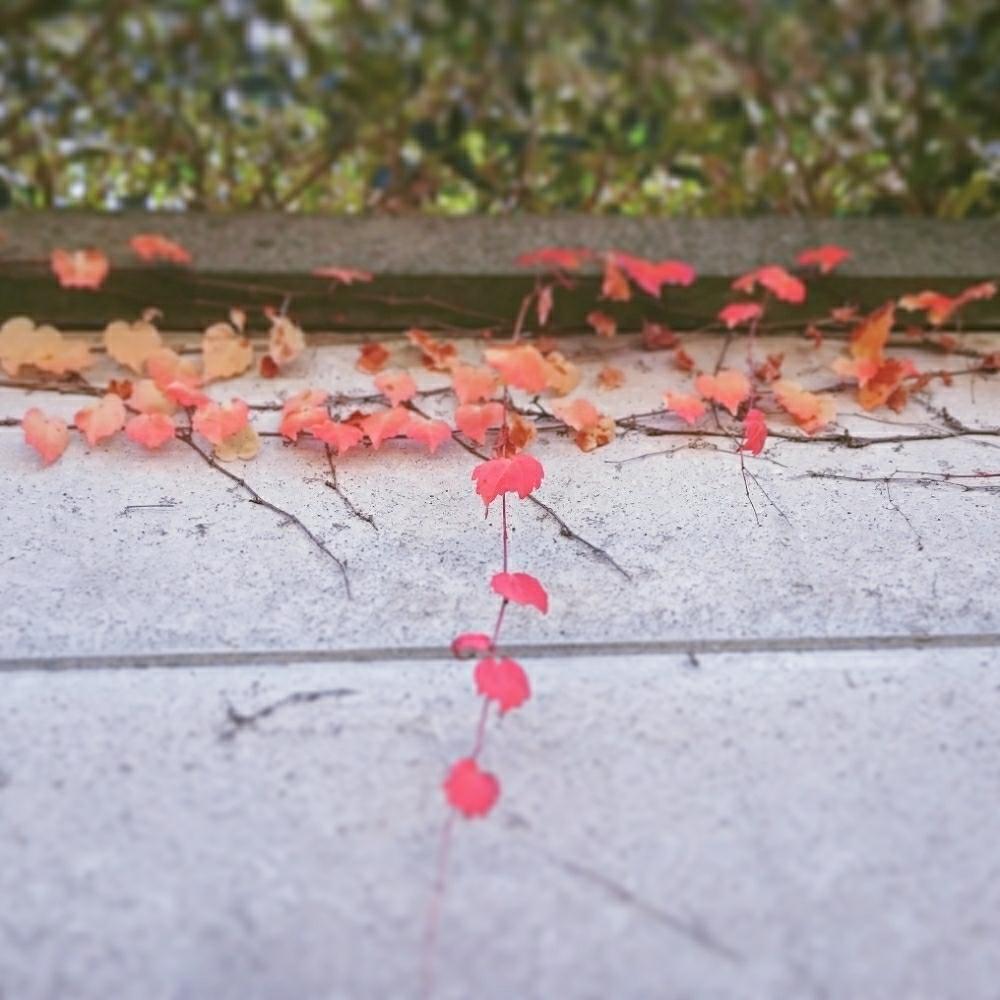 お出かけ先の画像 by cherry♥sageさん | お出かけ先と紅葉したツタと通り沿いとグラデーションと『紅葉』コンテストとお写んぽと植中毒と紅葉(こうよう)と赤い葉っぱとお散歩と『赤色植物』コンテスト