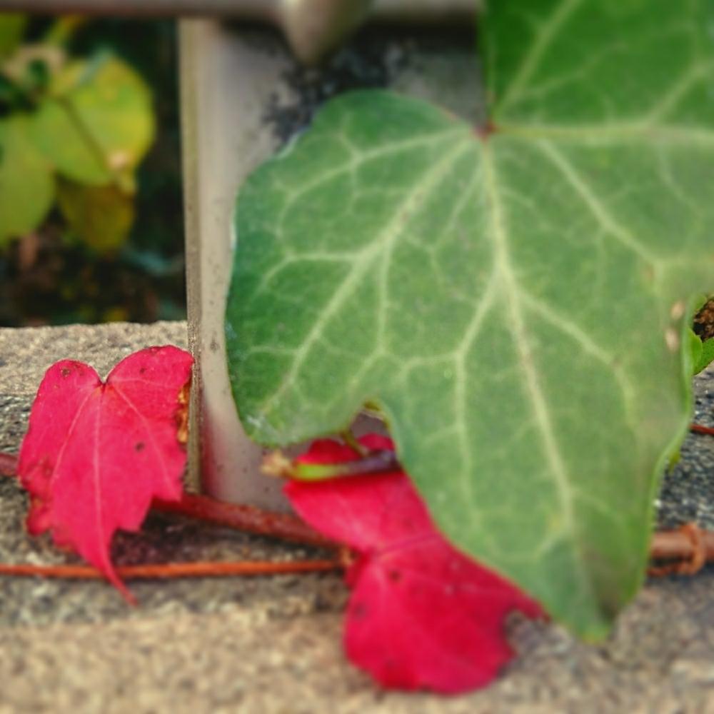 お出かけ先の画像 by cherry♥sageさん | お出かけ先と紅葉したツタと通り沿いと『紅葉』コンテストとお写んぽと植中毒と紅葉(こうよう)とお散歩と『赤色植物』コンテスト
