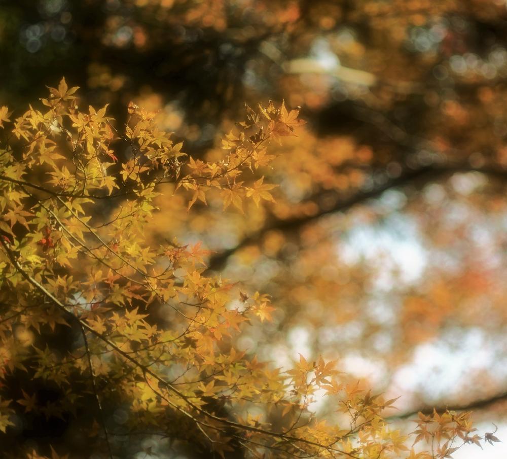 お出かけ先の画像 by Je suis…さん | お出かけ先とモミジと紅葉と愛知とamour.と豊橋と好きな色と『紅葉』コンテストとお気に入りとJe suis… ,verte.と植中毒と好き♡とTrès bien!